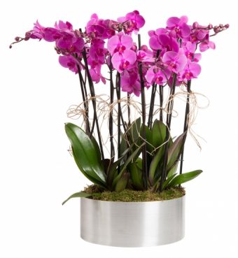 Metal Saksıda 10 Dal Mor Orkide