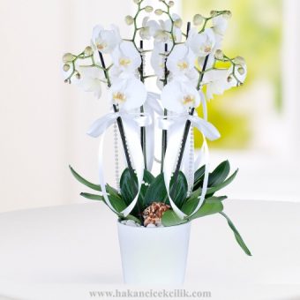 dört dal beyaz orkide