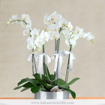 beş dal beyaz orkide