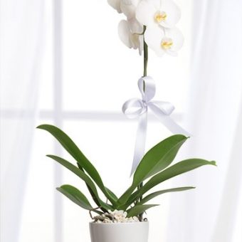 tek dal orkide