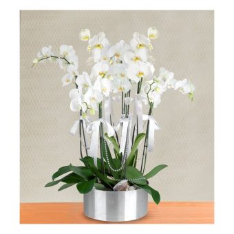 yedi dal beyaz orkide