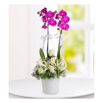 Çift Dal Mor Orkide & Liyum ve Beyaz Güller