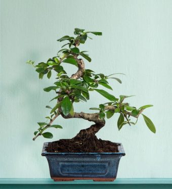 zelkova bonsai