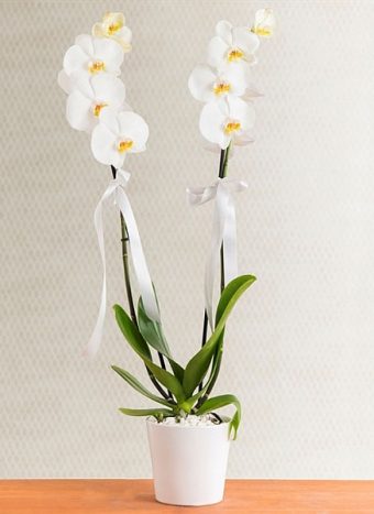 çift dal beyaz orkide