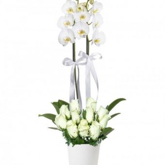 Çift Dal Beyaz Orkide & 11 Beyaz Gül
