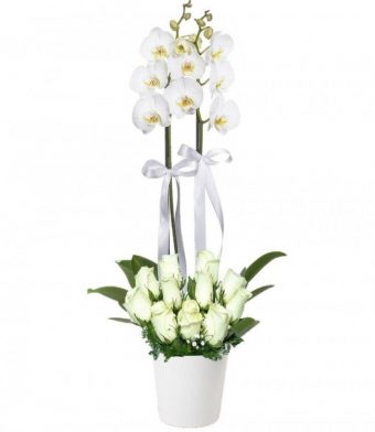 Çift Dal Beyaz Orkide & 11 Beyaz Gül