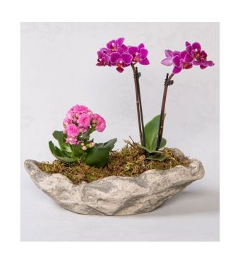 Dekoratif Saksıda Mini Mor Orkide & Mini Kalanchoe