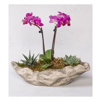 Dekoratif Saksıda Mini Mor Orkide & Skulentler