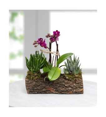 Dekoratif Kütükte Mini Mor Orkide & Skulentler
