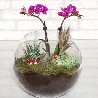 Mini Mor Orkide & Skulent Terrarium