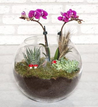 Mini Mor Orkide & Skulent Terrarium