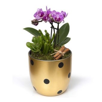 Gold Vazoda Mini Mor Orkide & Skulent