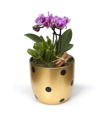 Gold Vazoda Mini Mor Orkide & Skulent