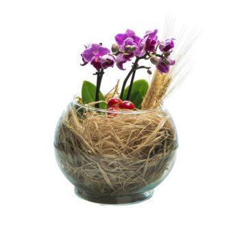 Akvaryum Camda Mini Mor Orkide